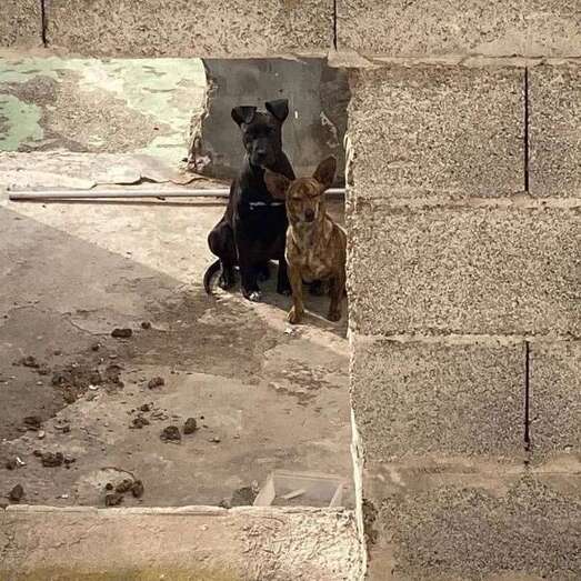 Imagen de los perros de Arucas que fueron maltratados por su propietario/C7.